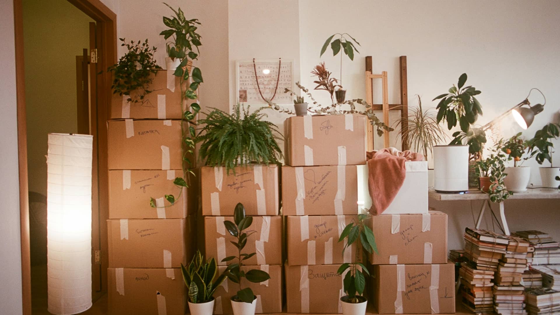 Pro Packed Boxes